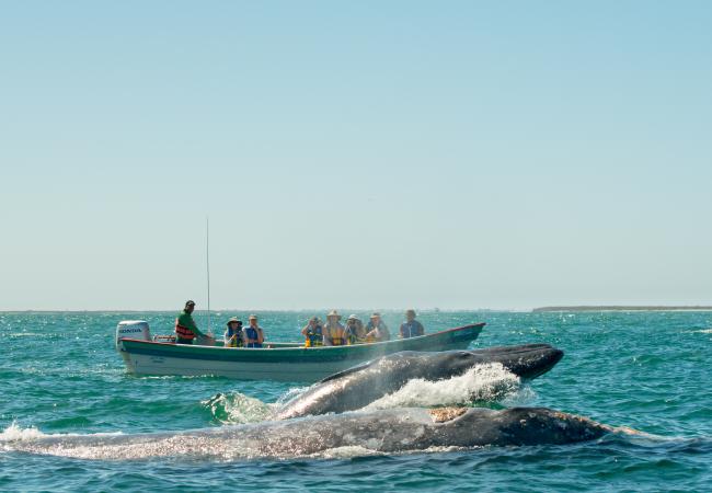 Whale Watching Magdalena Bay